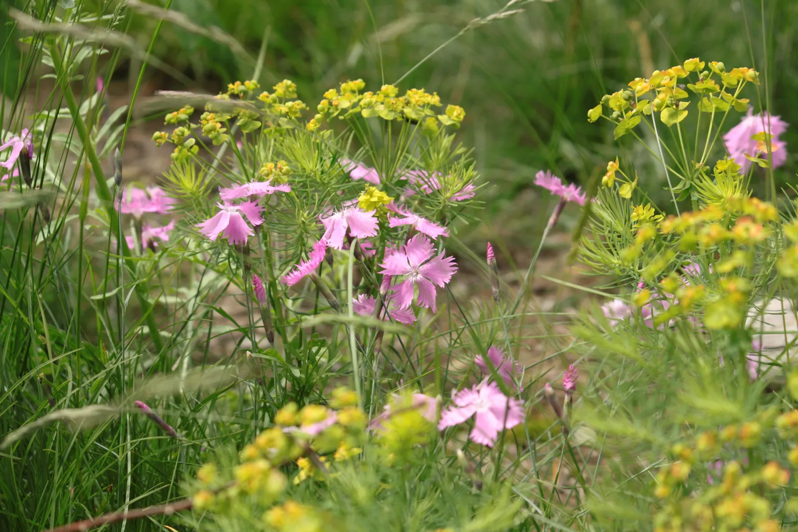 Cypress Spurge (Euphorbia Cyparissias) — scientifically known as Euphorbia cyparissias