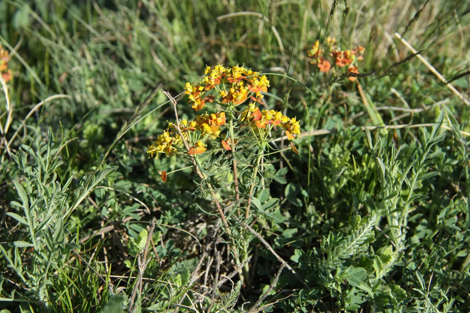 Cypress Spurge (Euphorbia Cyparissias) — Caution: its sap is irritating to skin and toxic if ingested; scientifically known as Euphorbia cyparissias, image 55