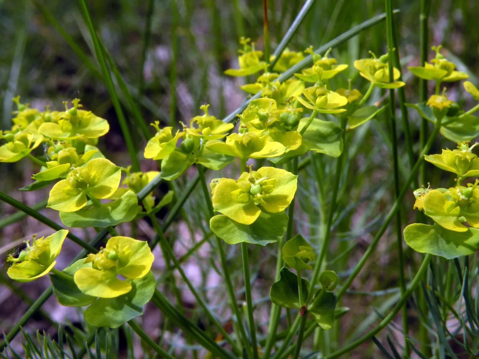 Cypress Spurge (Euphorbia Cyparissias) — inconspicuous flowers surrounded by showy
