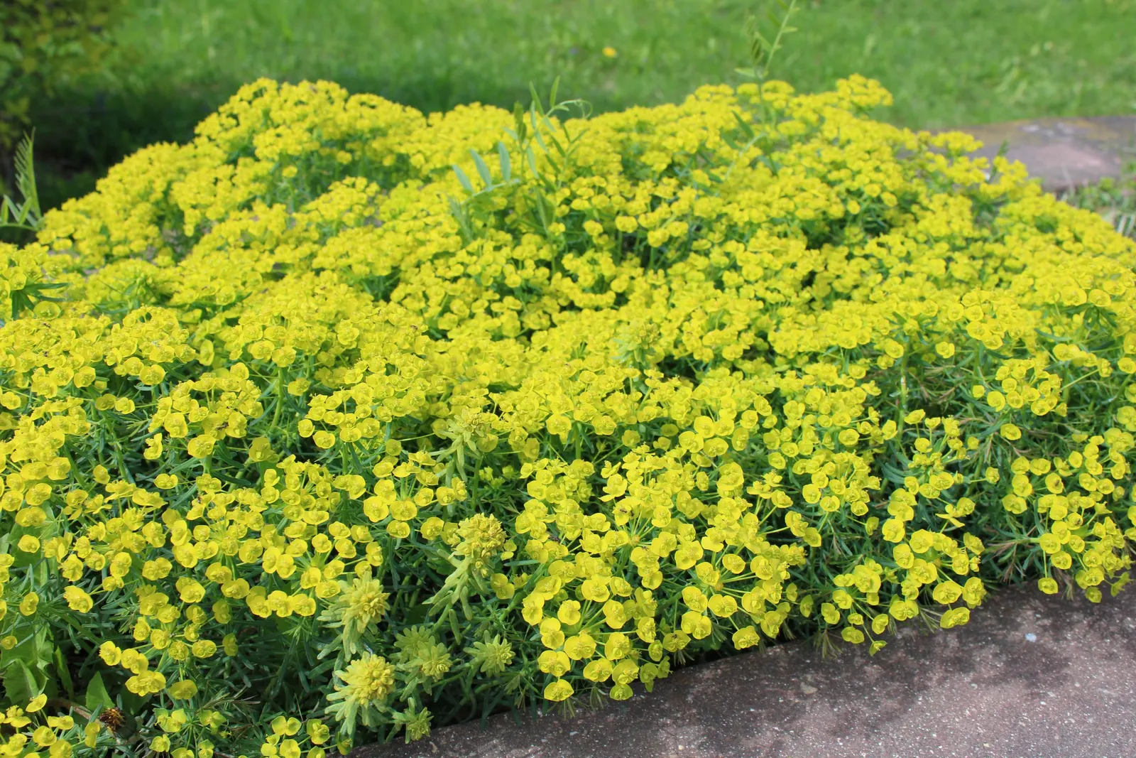 Cypress Spurge (Euphorbia Cyparissias) — The leaves are a vibrant green in the growing season; ground cover / perennial with green and multi-colored and yellow