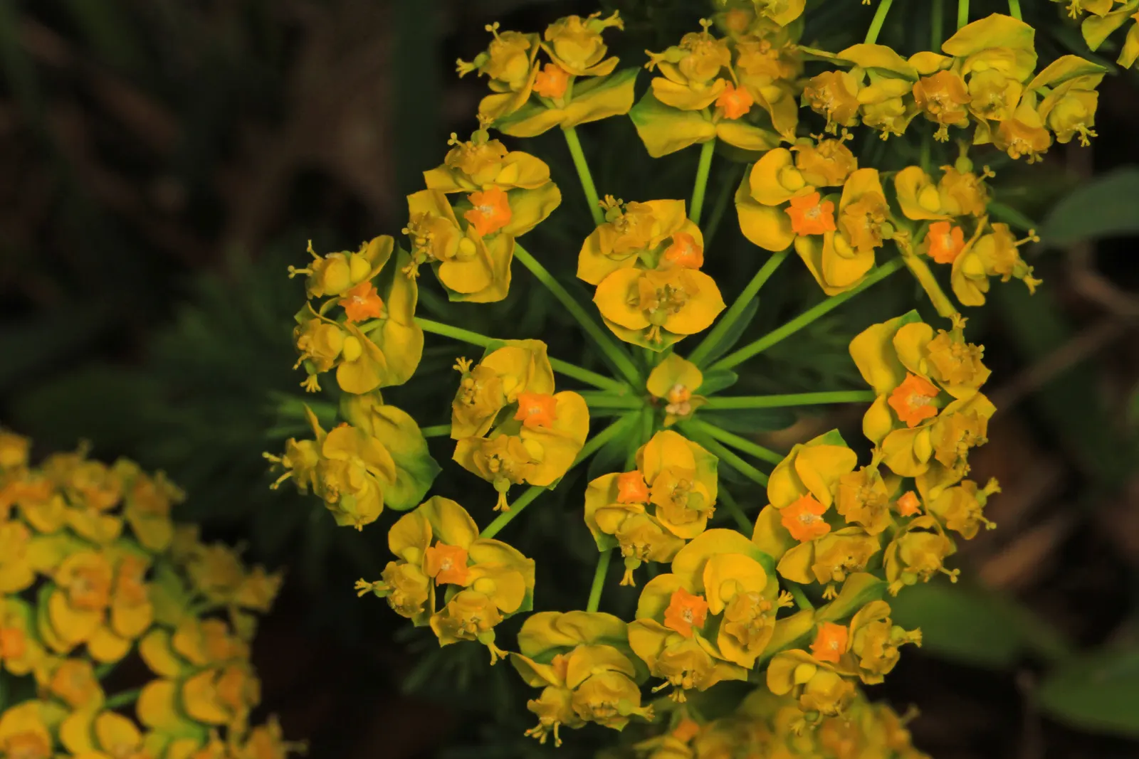 Cypress Spurge (Euphorbia Cyparissias) — This sun-loving plant reaches 6-12 inches tall and spreads up to 18 inches wide, thriving in USDA zones, image 79