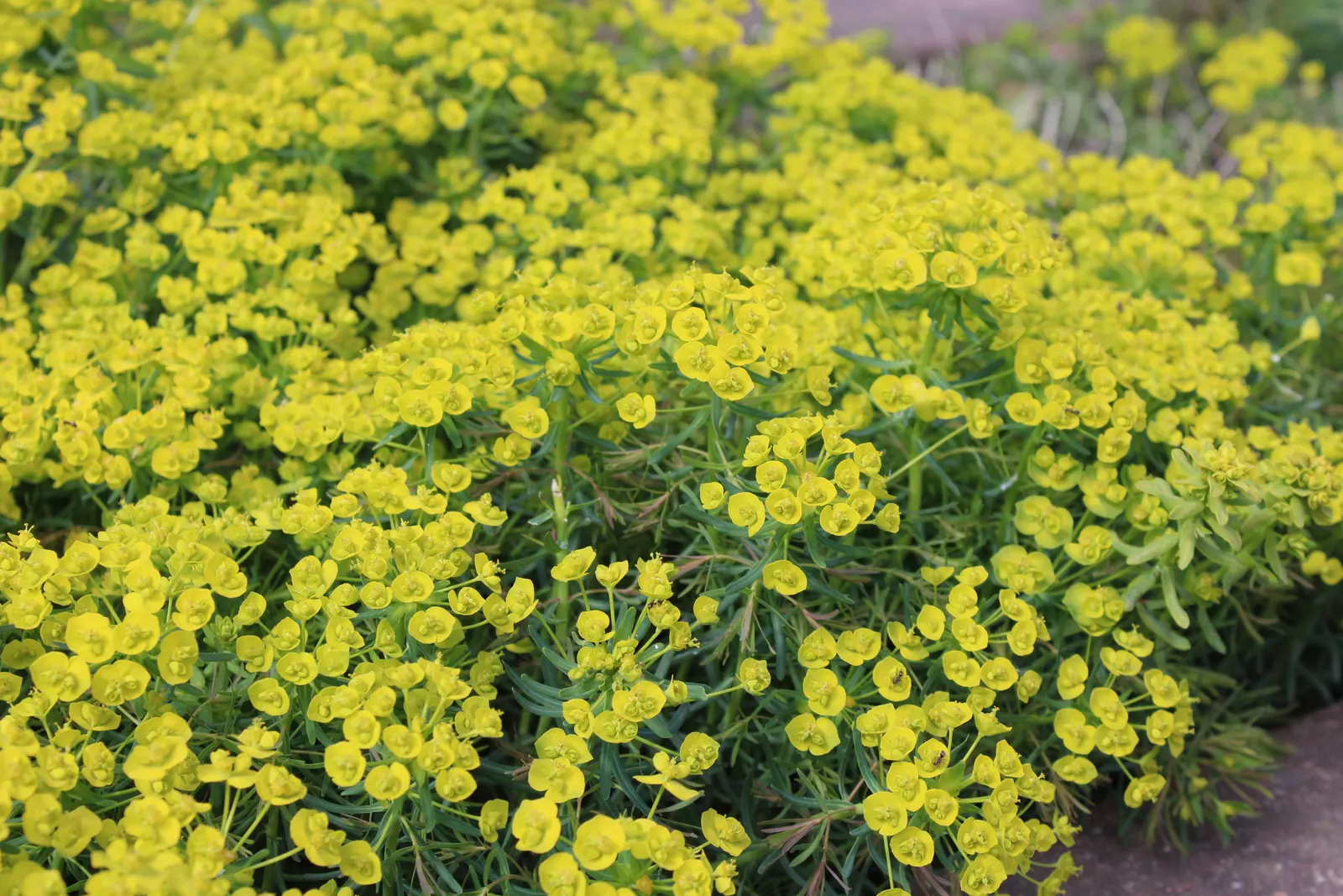 Cypress Spurge (Euphorbia Cyparissias) — chartreuse-yellow bracts that resemble petals