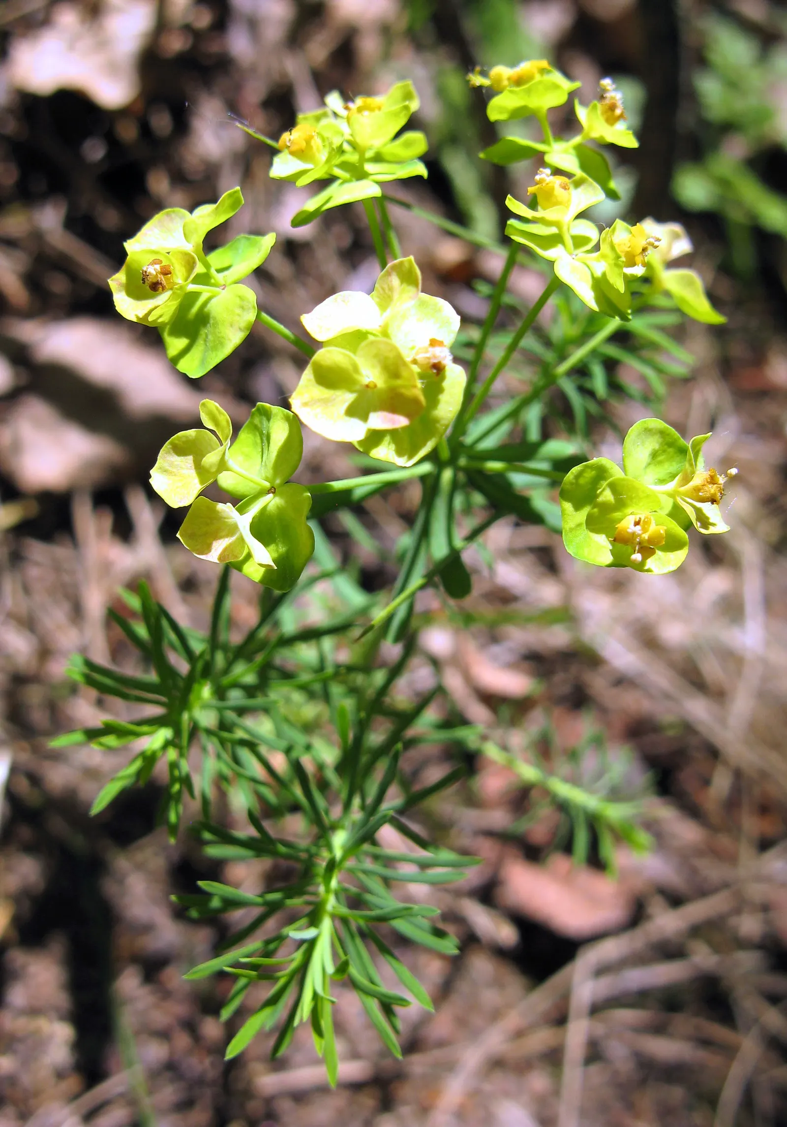 Cypress Spurge (Euphorbia Cyparissias) — This sun-loving plant reaches 6-12 inches tall and spreads up to 18 inches wide, thriving in USDA zones, image 129