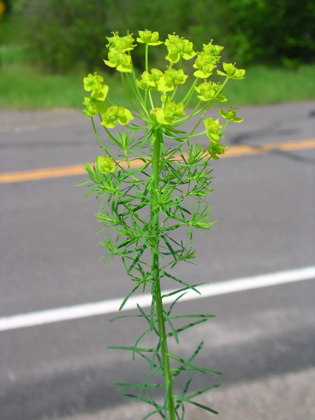Cypress Spurge (Euphorbia Cyparissias) — The leaves are a vibrant green in the growing season; ground cover / perennial with green and, image 61