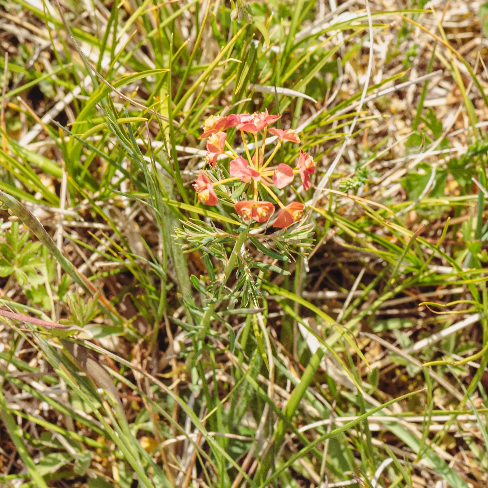 Cypress Spurge (Euphorbia Cyparissias) — Being drought-tolerant once established; these can brighten up the garden when many other plants are yet to bloom