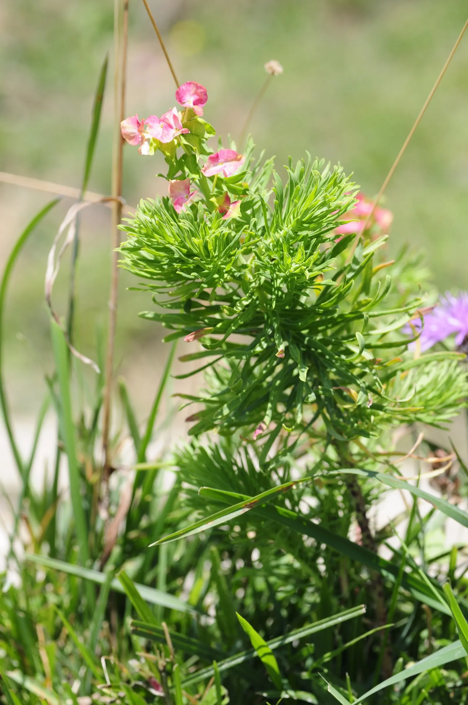 Cypress Spurge (Euphorbia Cyparissias) — Being drought-tolerant once established