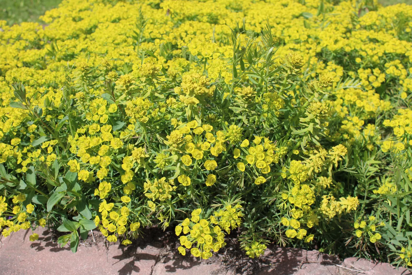 Cypress Spurge (Euphorbia Cyparissias) — one must handle this plant with care; chartreuse-yellow bracts that resemble petals