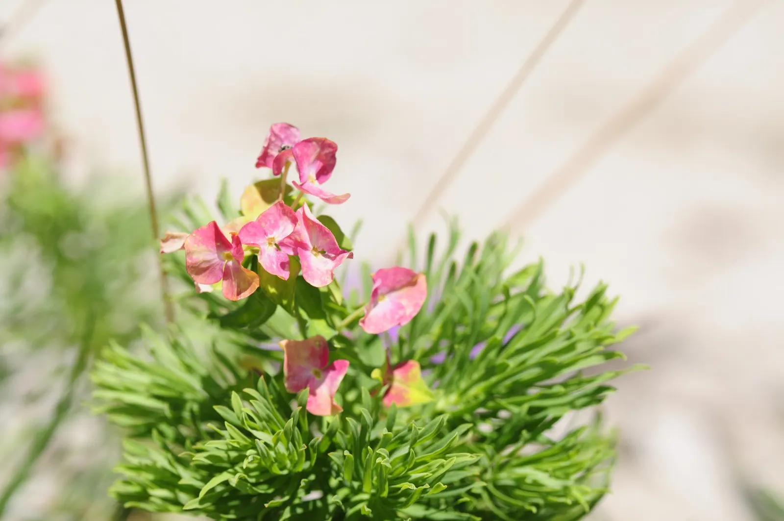 Cypress Spurge (Euphorbia Cyparissias) — one must handle this plant with care