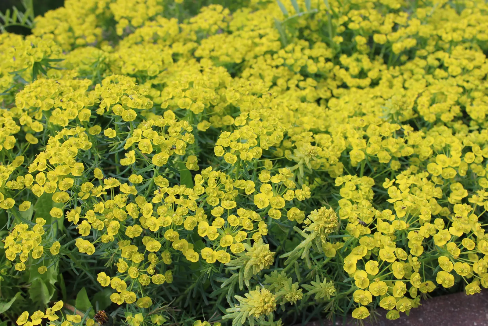 Cypress Spurge (Euphorbia Cyparissias) — ground cover / perennial with green and multi-colored and yellow blooms; it requires well-drained soil