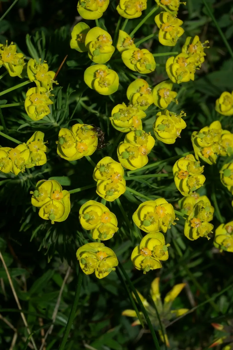 Cypress Spurge (Euphorbia Cyparissias) — it requires well-drained soil