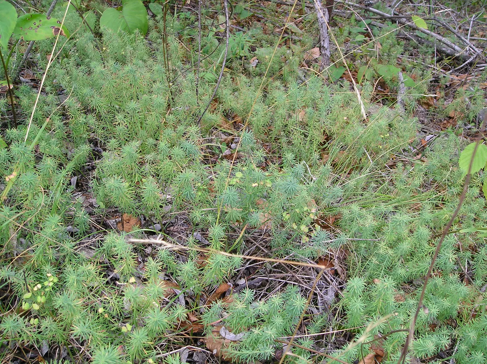 Cypress Spurge (Euphorbia Cyparissias) — chartreuse-yellow bracts that resemble petals; caution: its sap is irritating to skin and toxic if ingested, image 94