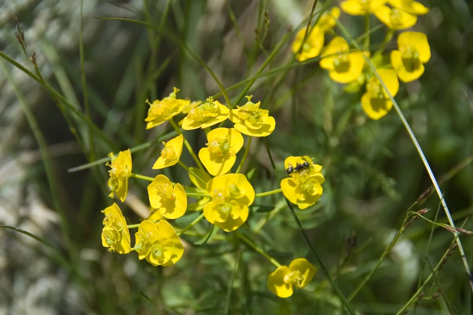 Cypress Spurge (Euphorbia Cyparissias) — it requires well-drained soil; needle-like foliage forming a dense, image 140