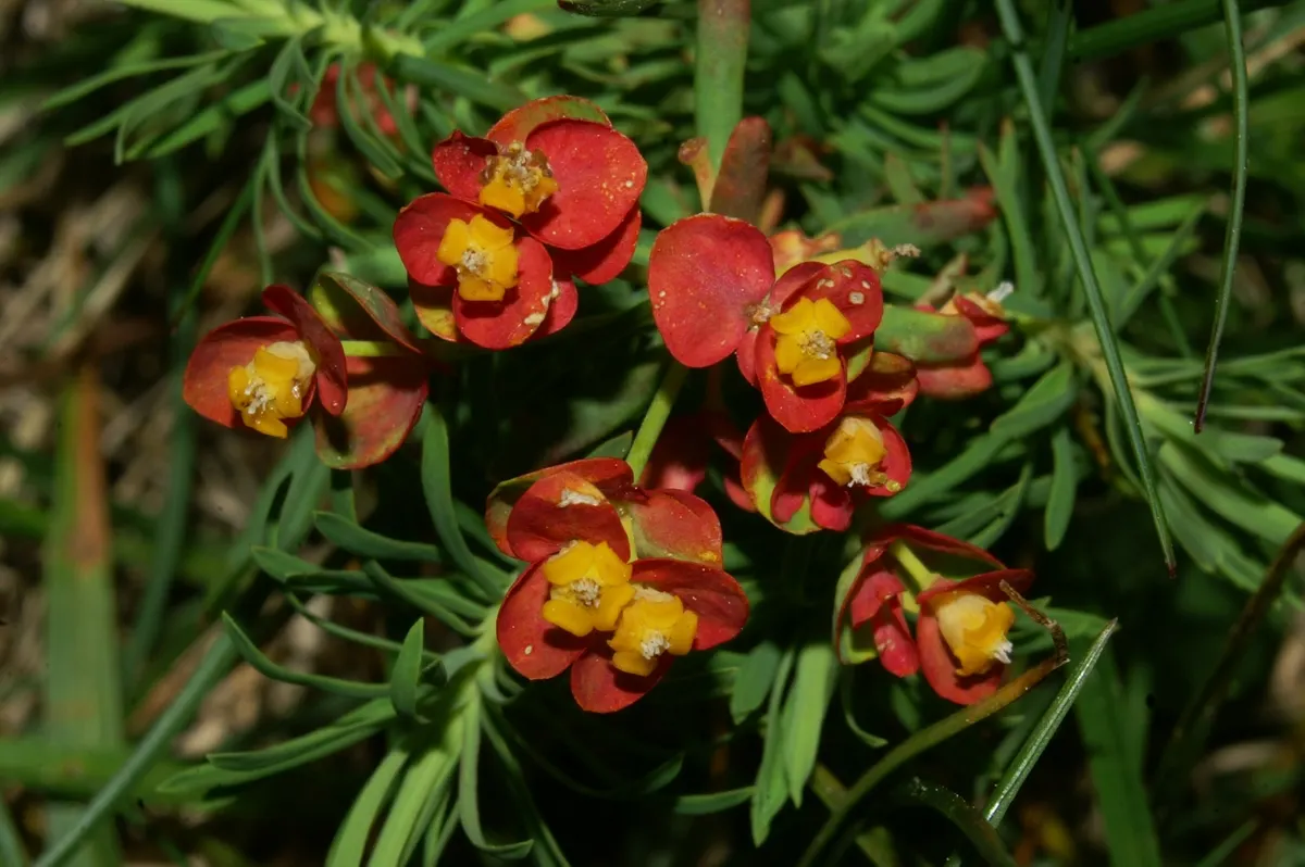 Cypress Spurge (Euphorbia Cyparissias) — it requires well-drained soil; needle-like foliage forming a dense