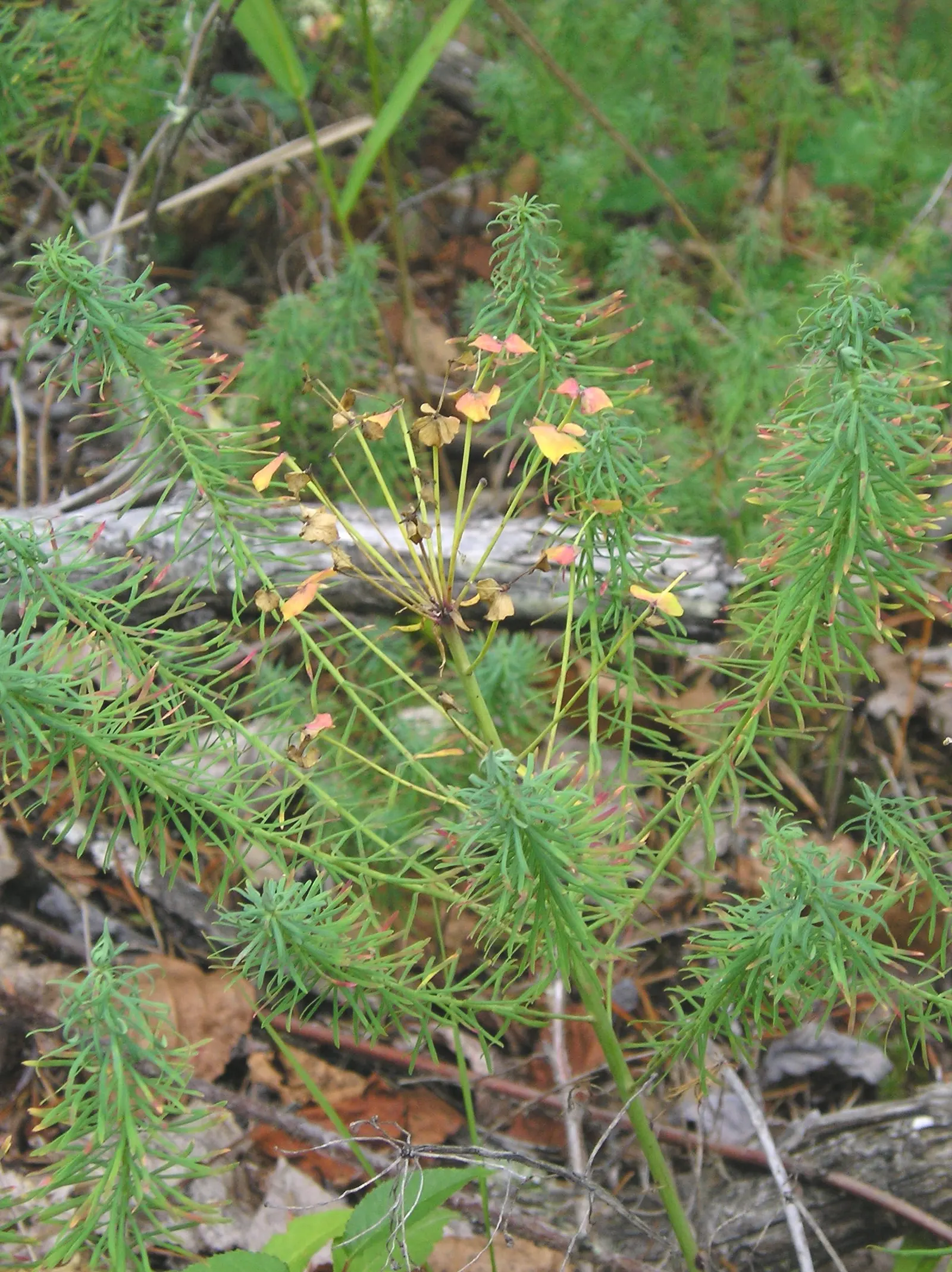 Cypress Spurge (Euphorbia Cyparissias) — Being drought-tolerant once established; these can brighten up the garden when many other plants are yet, image 64