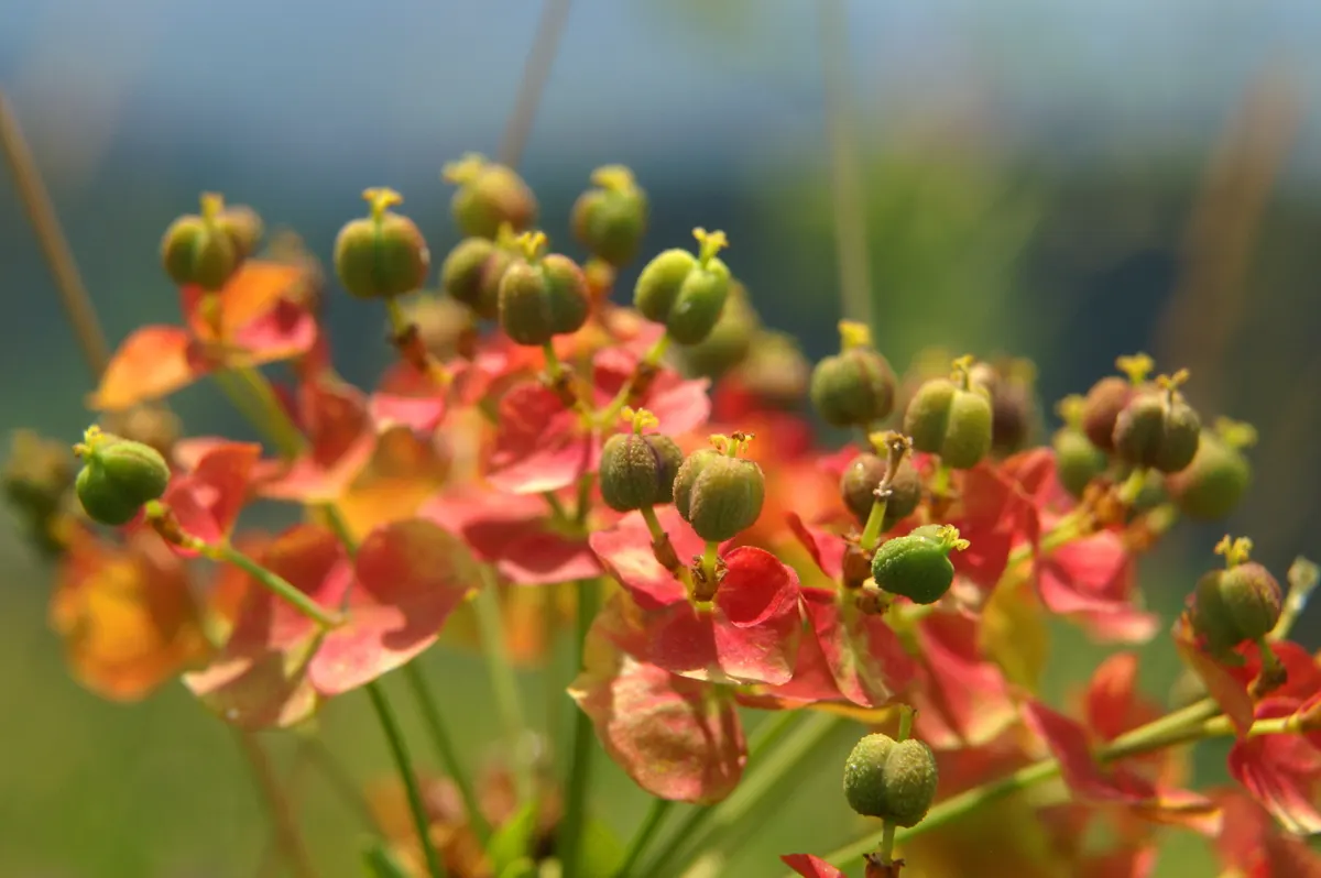 Cypress Spurge (Euphorbia Cyparissias) — It thrives in USDA hardiness zones 4 through 8 and prefers full sun to partial shade, image 63