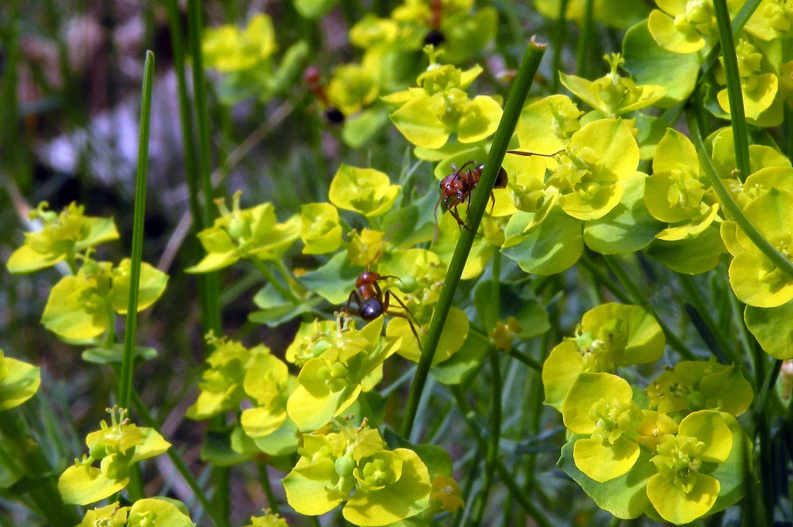 Cypress Spurge (Euphorbia Cyparissias) — These can brighten up the garden when many other plants are yet to bloom
