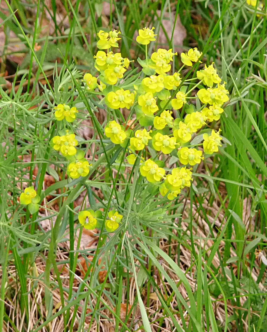 Cypress Spurge (Euphorbia Cyparissias) — Caution: its sap is irritating to skin and toxic if ingested; scientifically known as Euphorbia cyparissias, image 80