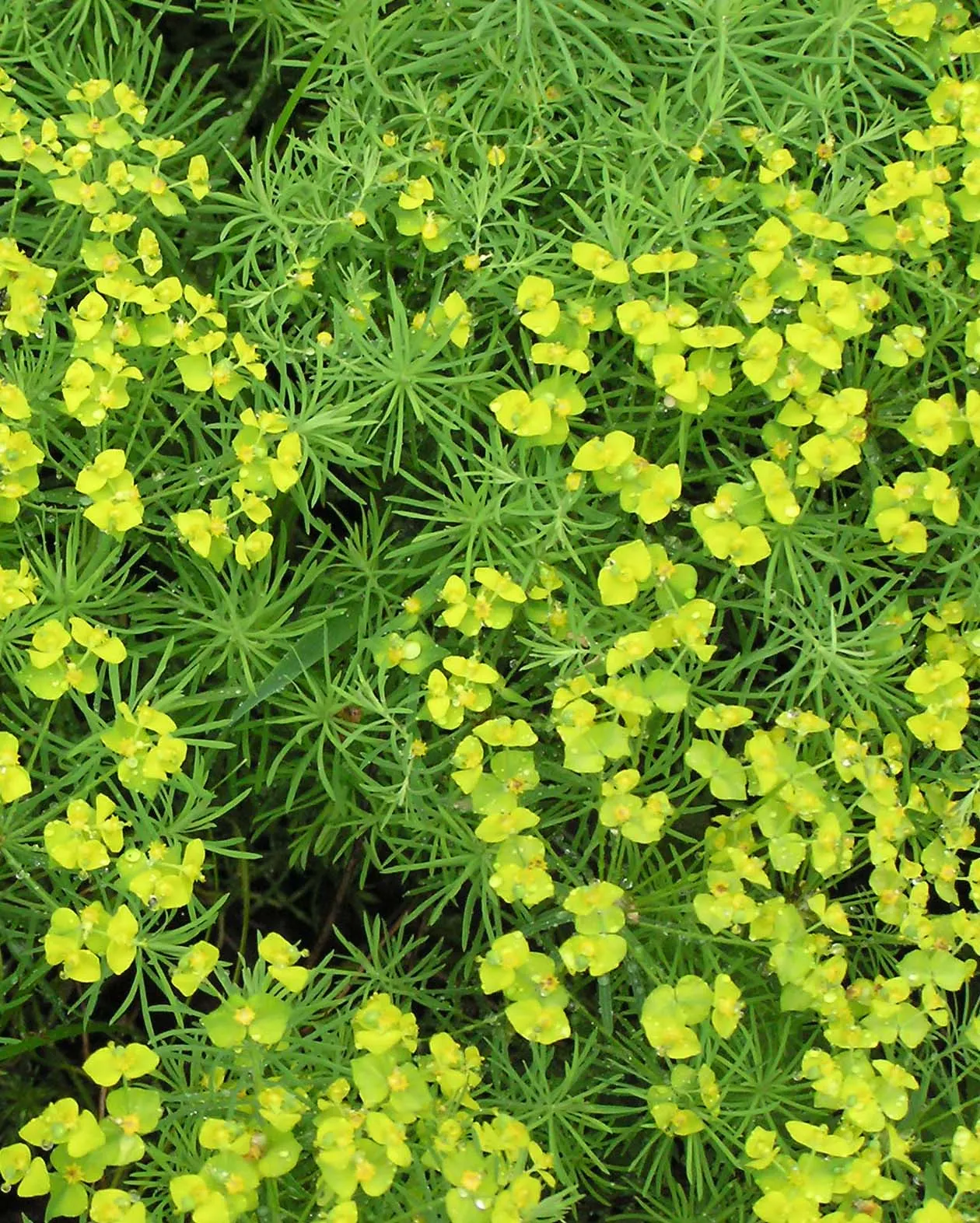 Cypress Spurge (Euphorbia Cyparissias) — ground cover / perennial for full