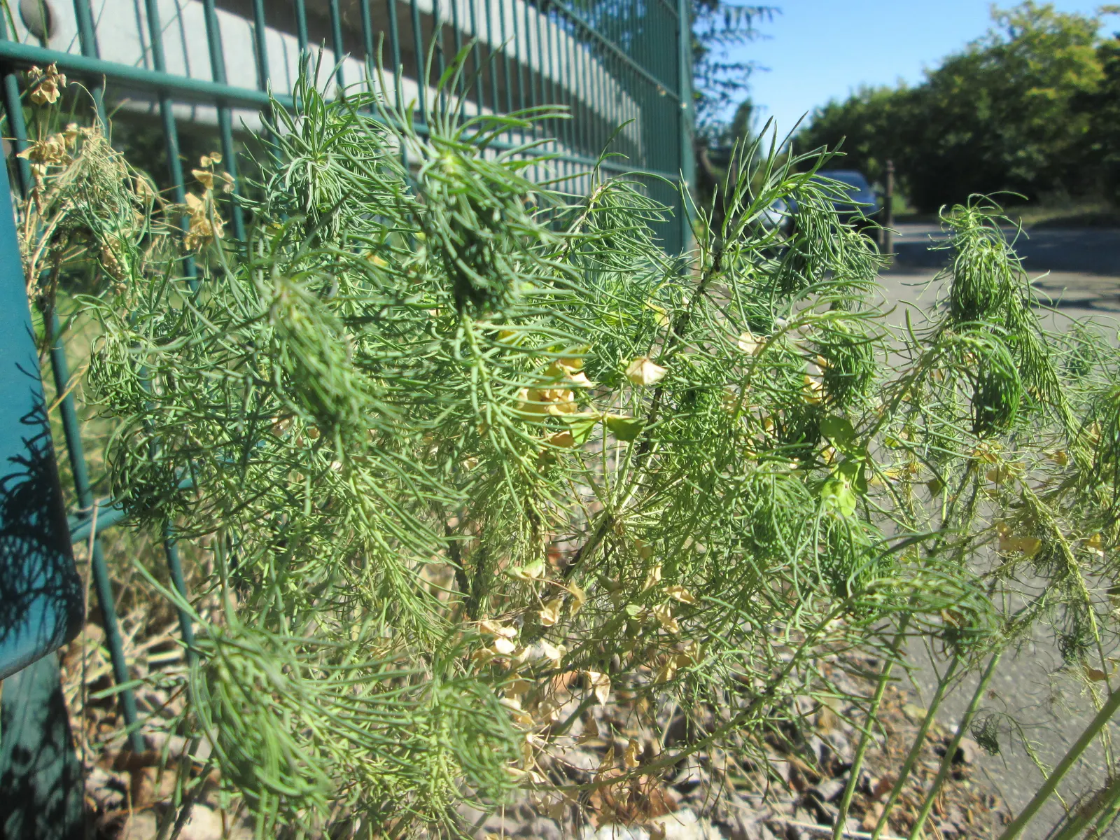 Cypress Spurge (Euphorbia Cyparissias) — chartreuse-yellow bracts that resemble petals; caution: its sap is irritating to skin and toxic if ingested, image 69