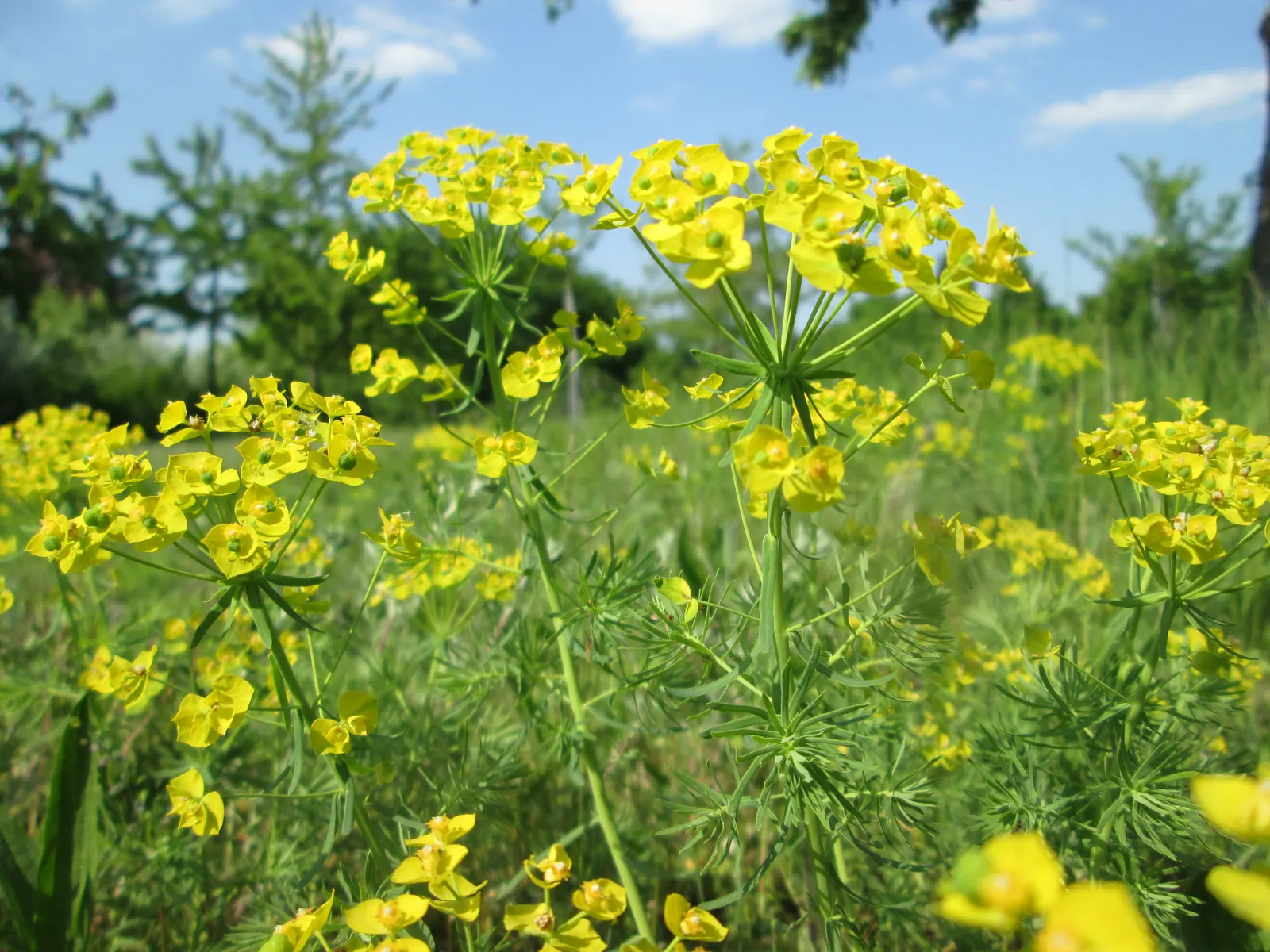 Cypress Spurge (Euphorbia Cyparissias) — informing the client of the toxic nature of the sap is essential for safety during garden maintenance