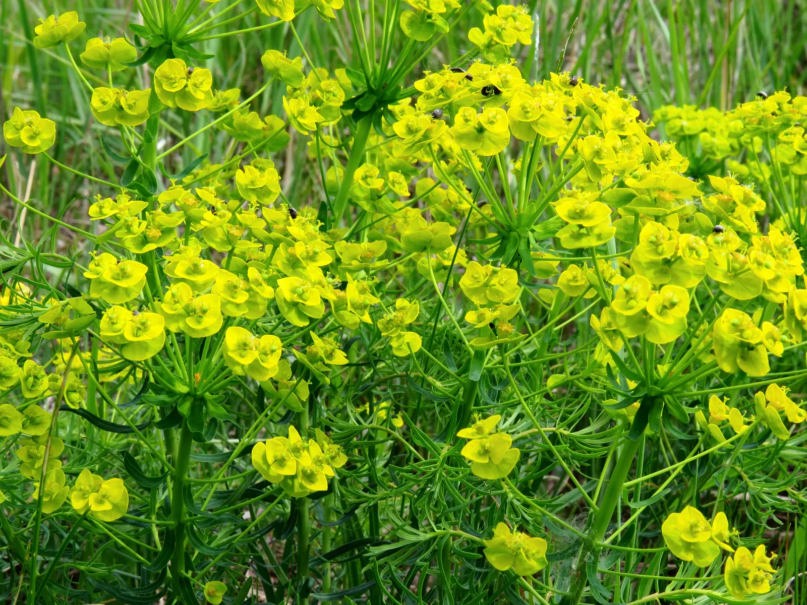 Cypress Spurge (Euphorbia Cyparissias) — green and multi-colored and yellow flowers in the garden; is a perennial herbaceous plant that offers a, image 98