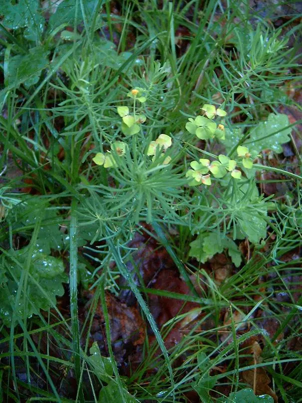 Cypress Spurge (Euphorbia Cyparissias) — This sun-loving plant reaches 6-12 inches tall and spreads up to 18 inches wide, thriving in USDA zones, image 104