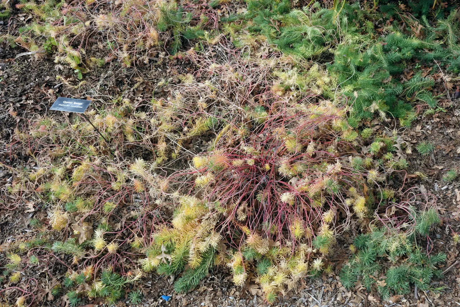 Cypress Spurge (Euphorbia Cyparissias) — The leaves are a vibrant green in the growing season; ground cover / perennial with green and, image 136
