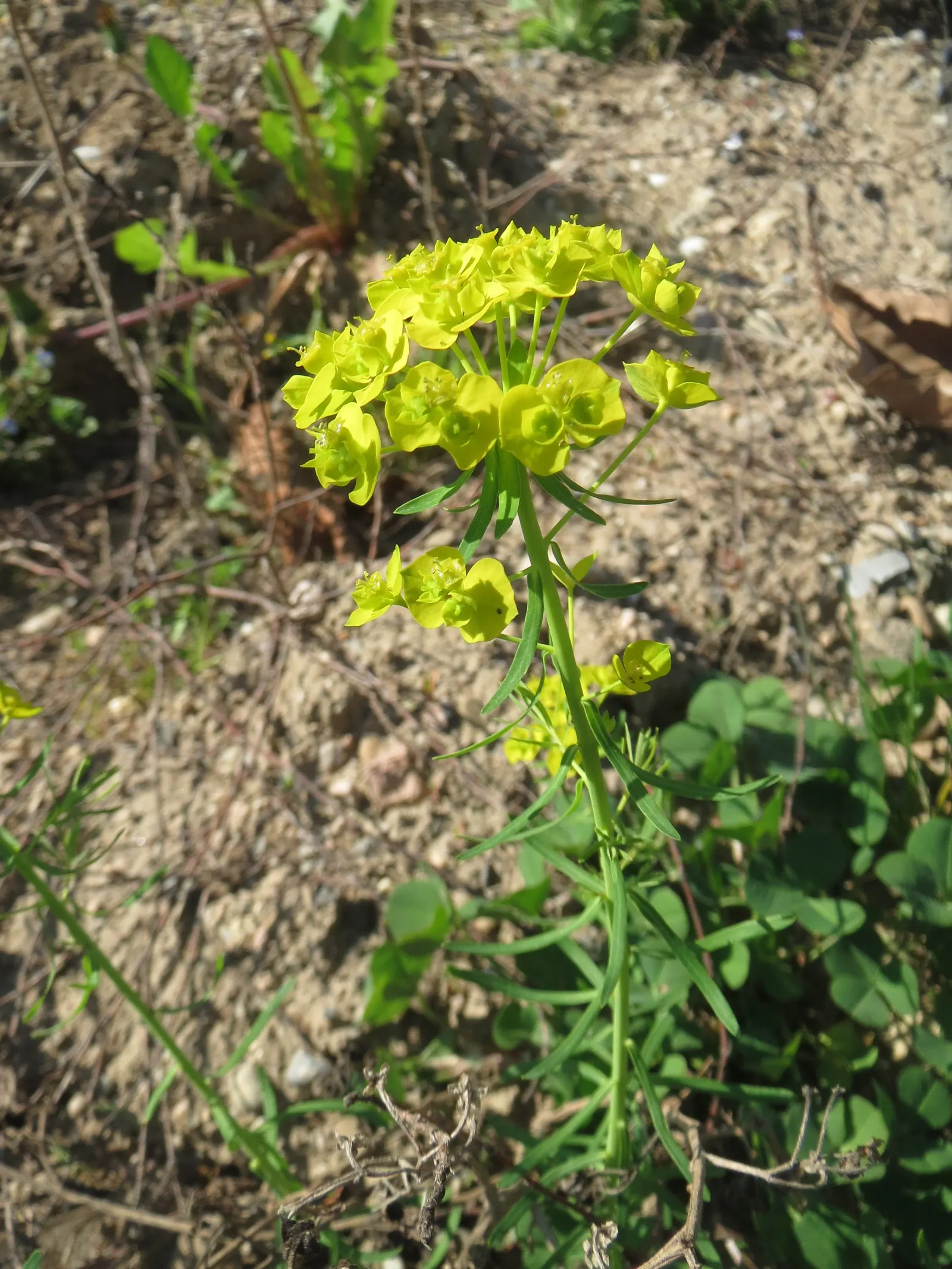 Cypress Spurge (Euphorbia Cyparissias) — Cypress Spurge (Euphorbia cyparissias) is a perennial with fine; this sun-loving plant reaches 6-12 inches, image 126