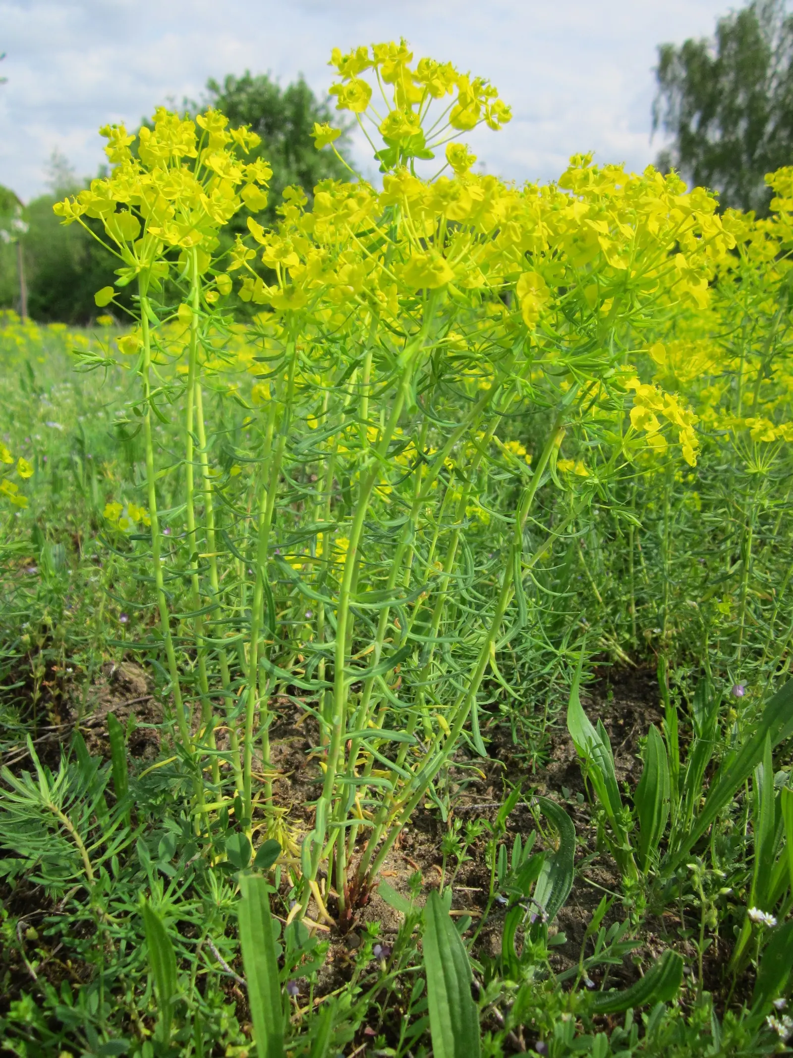 Cypress Spurge (Euphorbia Cyparissias) — needle-like foliage that creates a fine-textured; or as ground cover.<br><br>During the late spring to, image 110