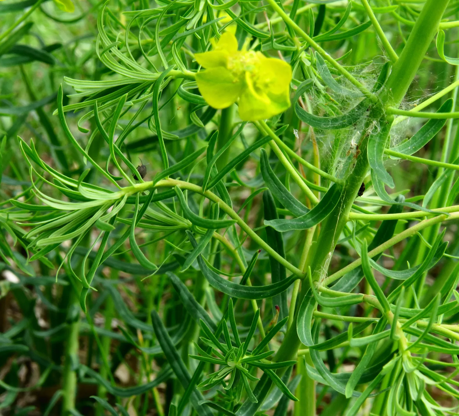 Cypress Spurge (Euphorbia Cyparissias) — or as ground cover.<br><br>During the late spring to early summer