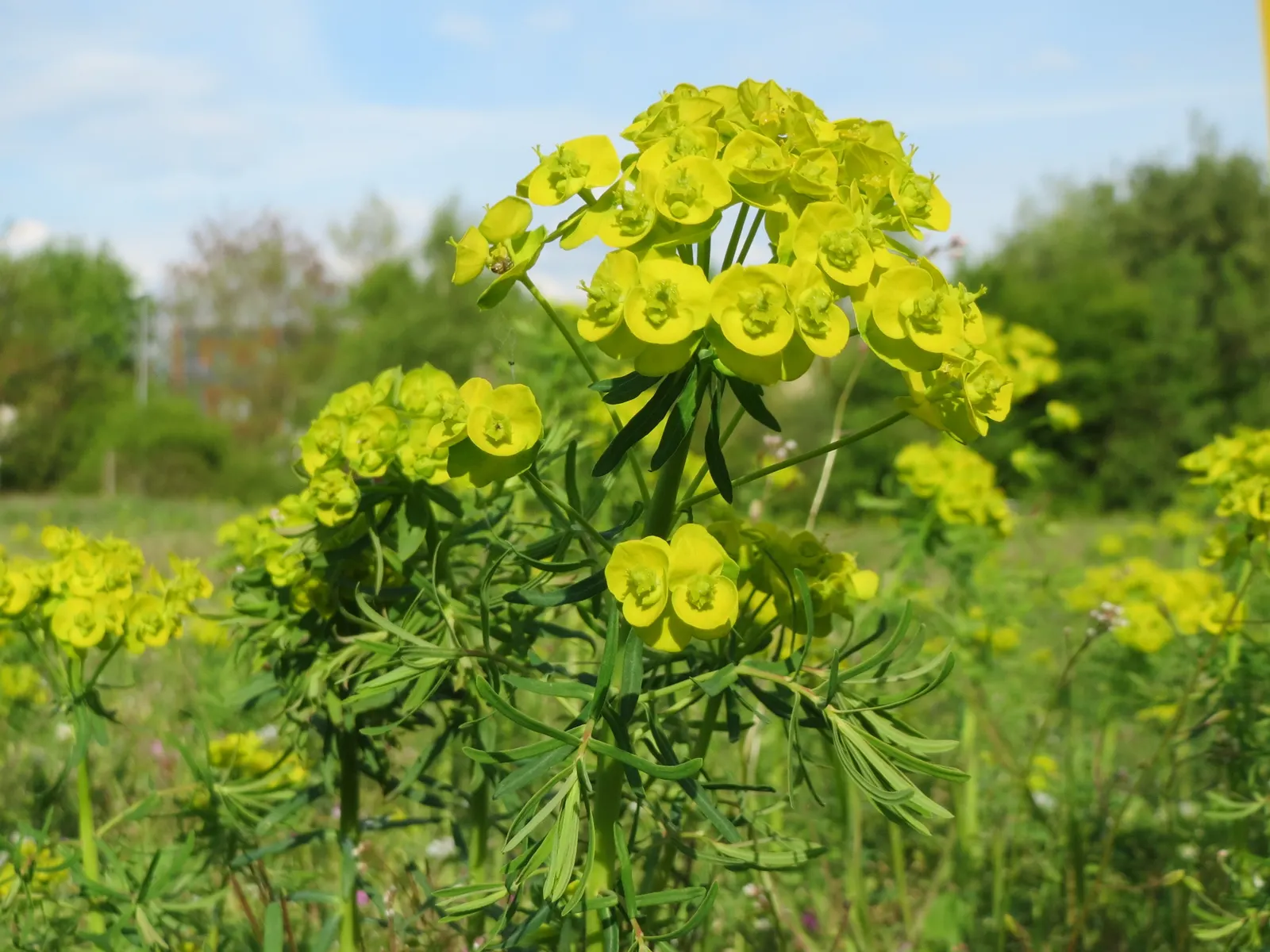 Cypress Spurge (Euphorbia Cyparissias) — making it an ideal choice for rock gardens; this species is a member of the Euphorbiaceae family and is, image 116