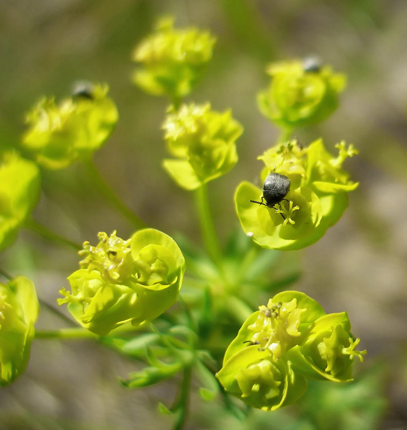 Cypress Spurge (Euphorbia Cyparissias) — needle-like foliage forming a dense; the leaves are a vibrant green in the growing season, image 52