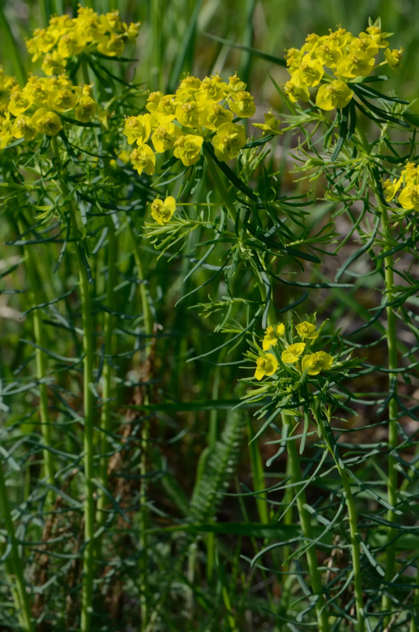 Cypress Spurge (Euphorbia Cyparissias) — it requires well-drained soil; needle-like foliage forming a dense, image 90