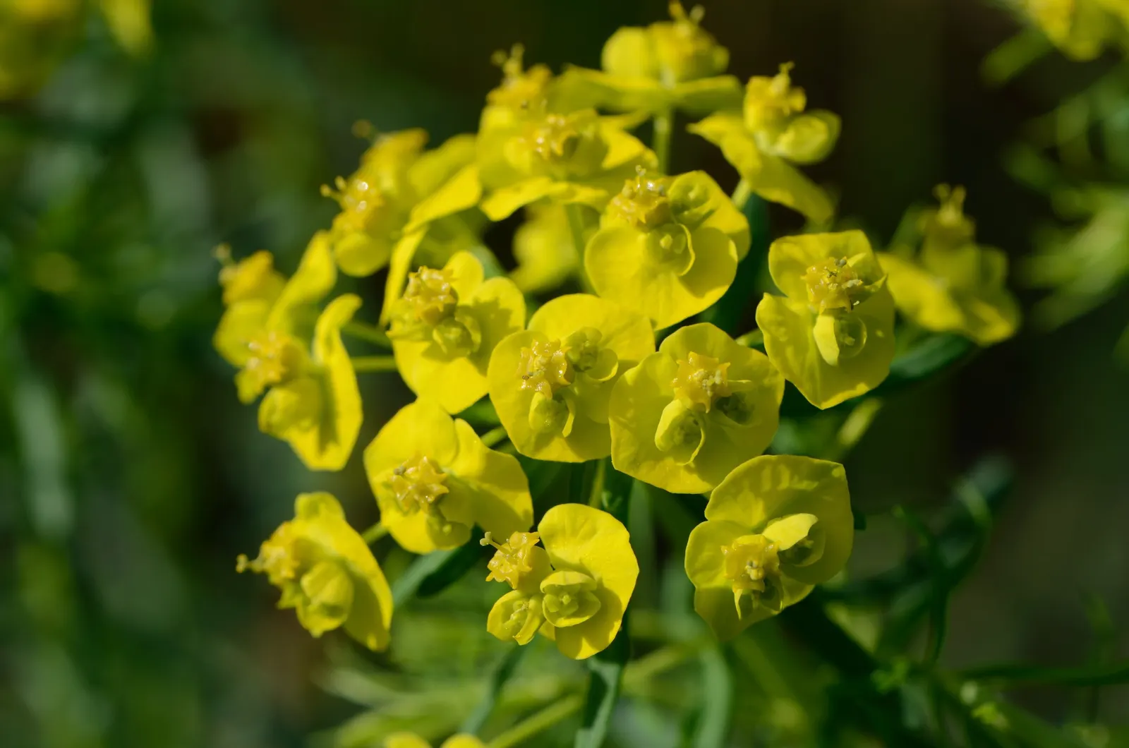 Cypress Spurge (Euphorbia Cyparissias) — This species is a member of the Euphorbiaceae family and is known for its feathery