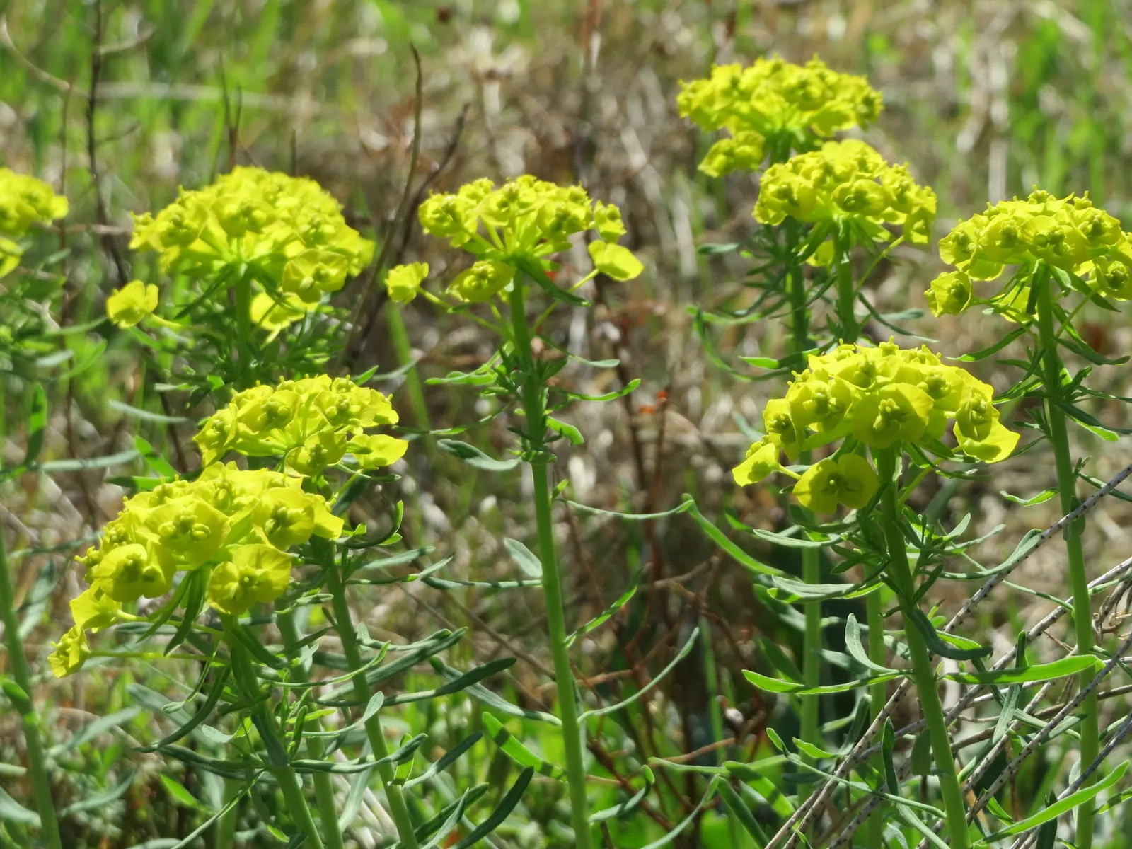 Cypress Spurge (Euphorbia Cyparissias) — It thrives in USDA hardiness zones 4 through 8 and prefers full sun to partial shade