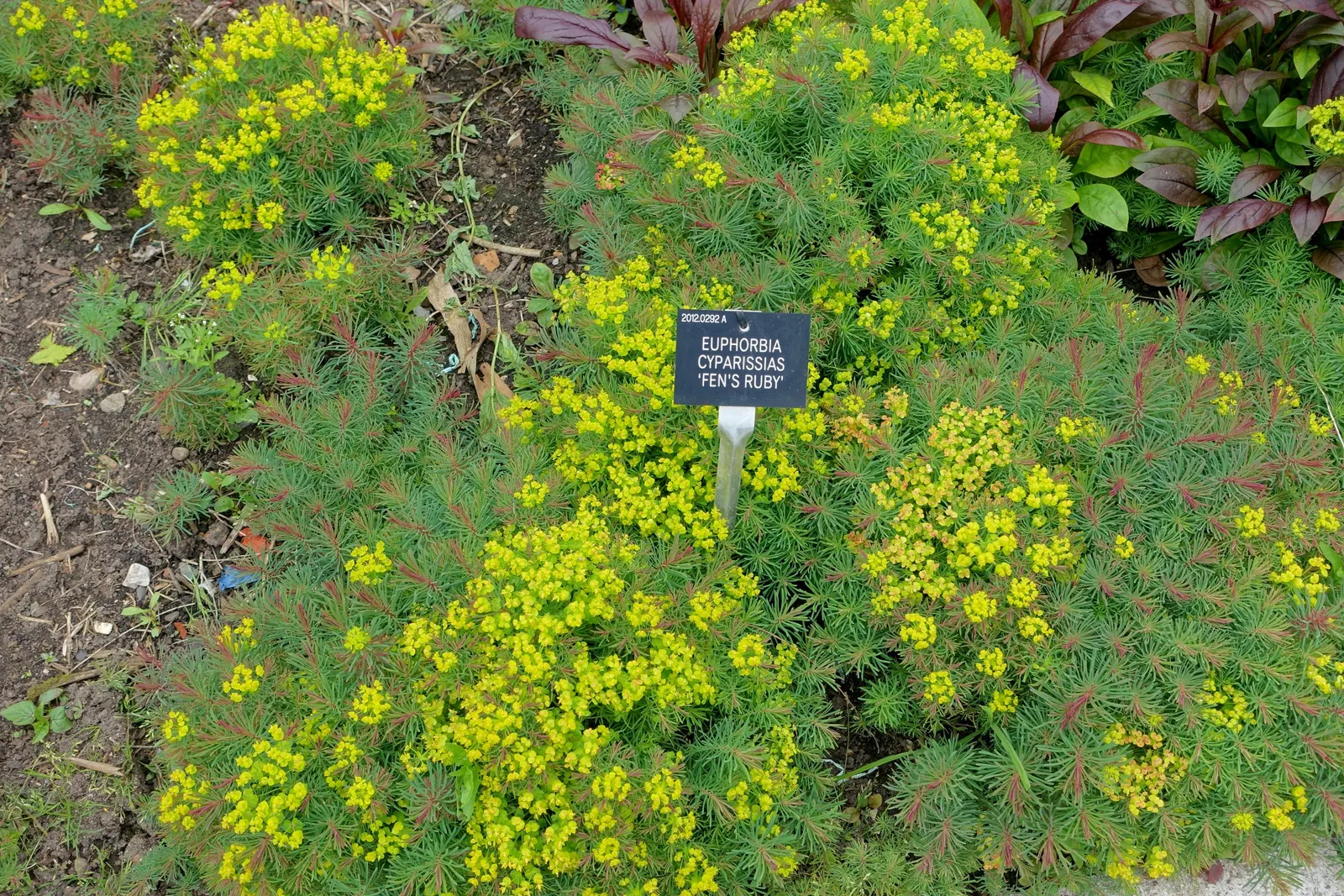 Cypress Spurge (Euphorbia Cyparissias) — Cypress Spurge (Euphorbia cyparissias) is a perennial with fine; this sun-loving plant reaches 6-12 inches, image 76