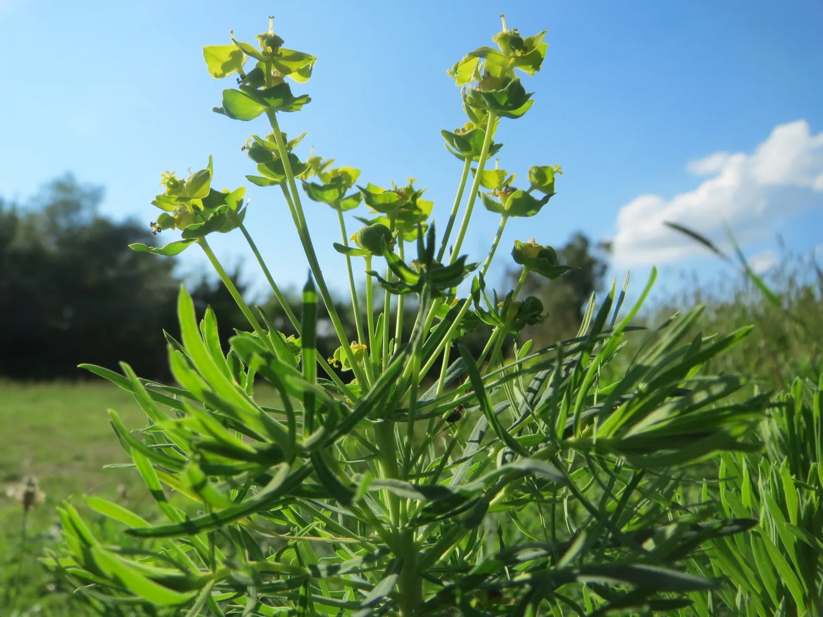 Cypress Spurge (Euphorbia Cyparissias) — ground cover / perennial with green and multi-colored and yellow blooms