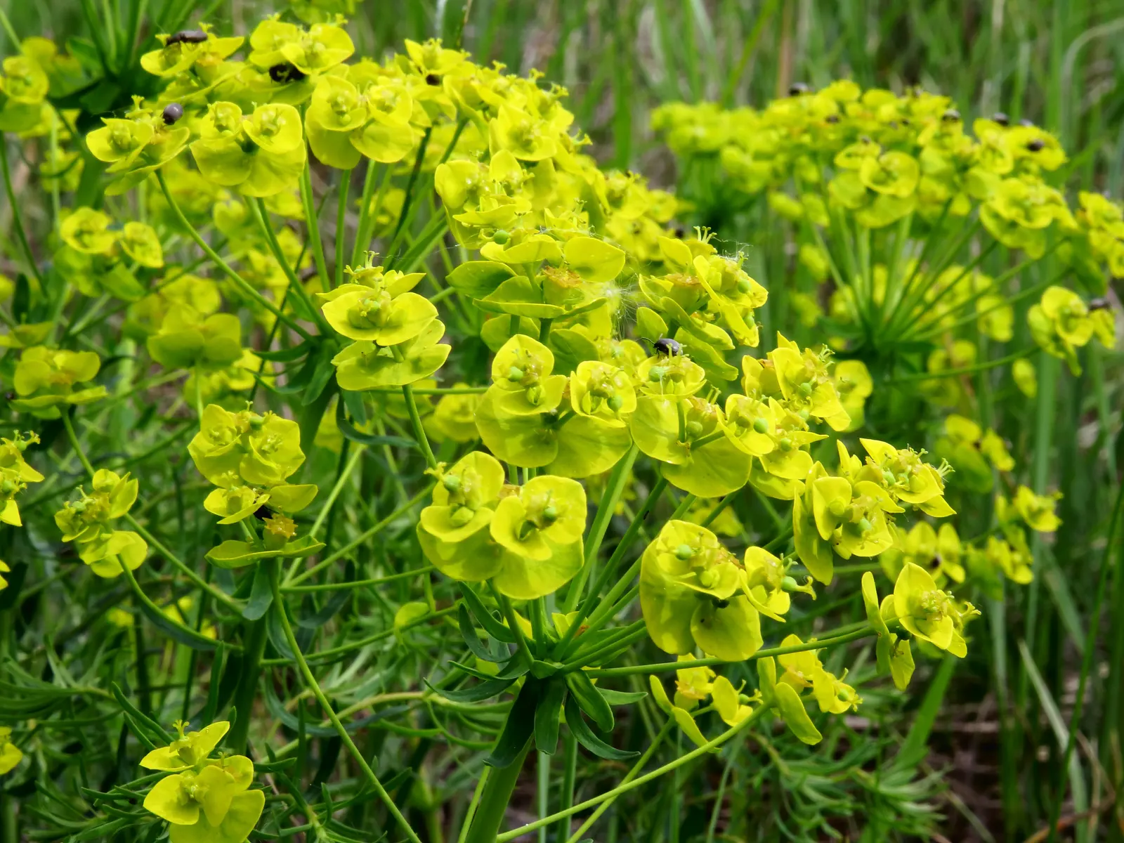 Cypress Spurge (Euphorbia Cyparissias) — scientifically known as Euphorbia cyparissias; one must handle this plant with care