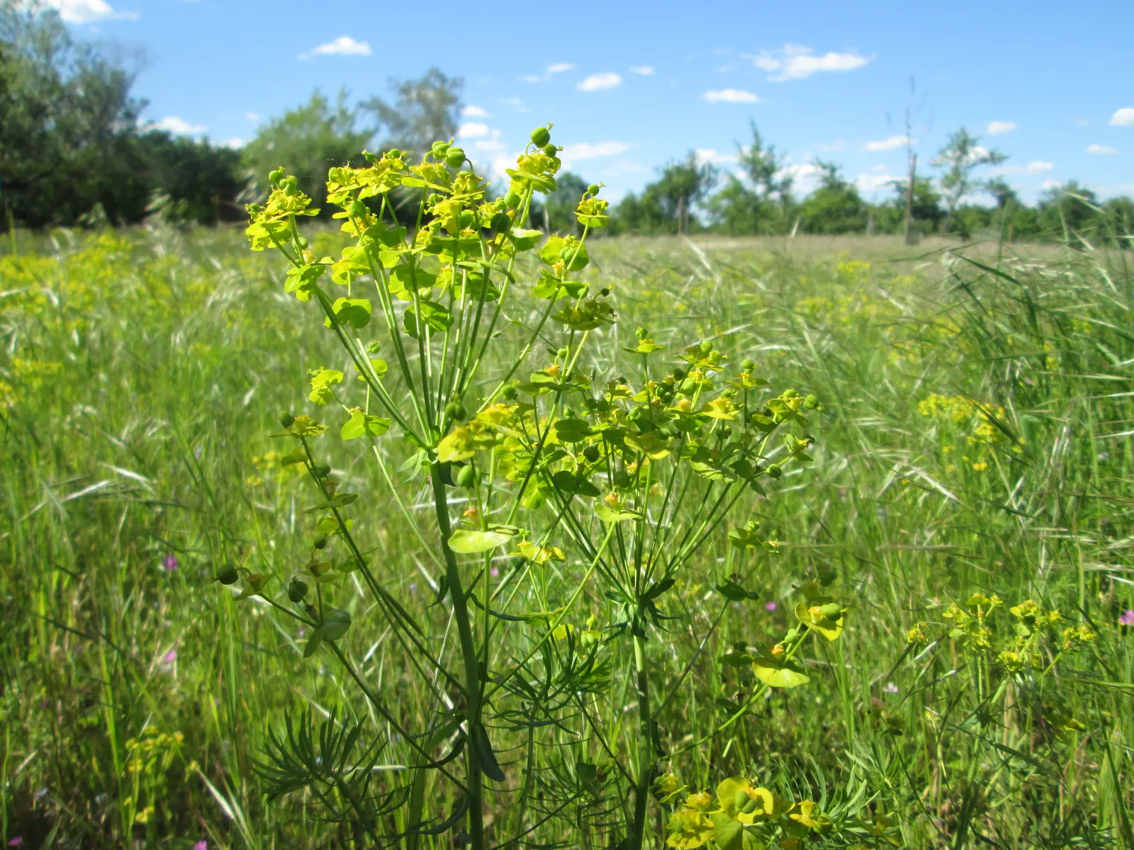 Cypress Spurge (Euphorbia Cyparissias) — turning to a charming russet or orange in the fall; ideal for rock gardens or borders with well-drained soil