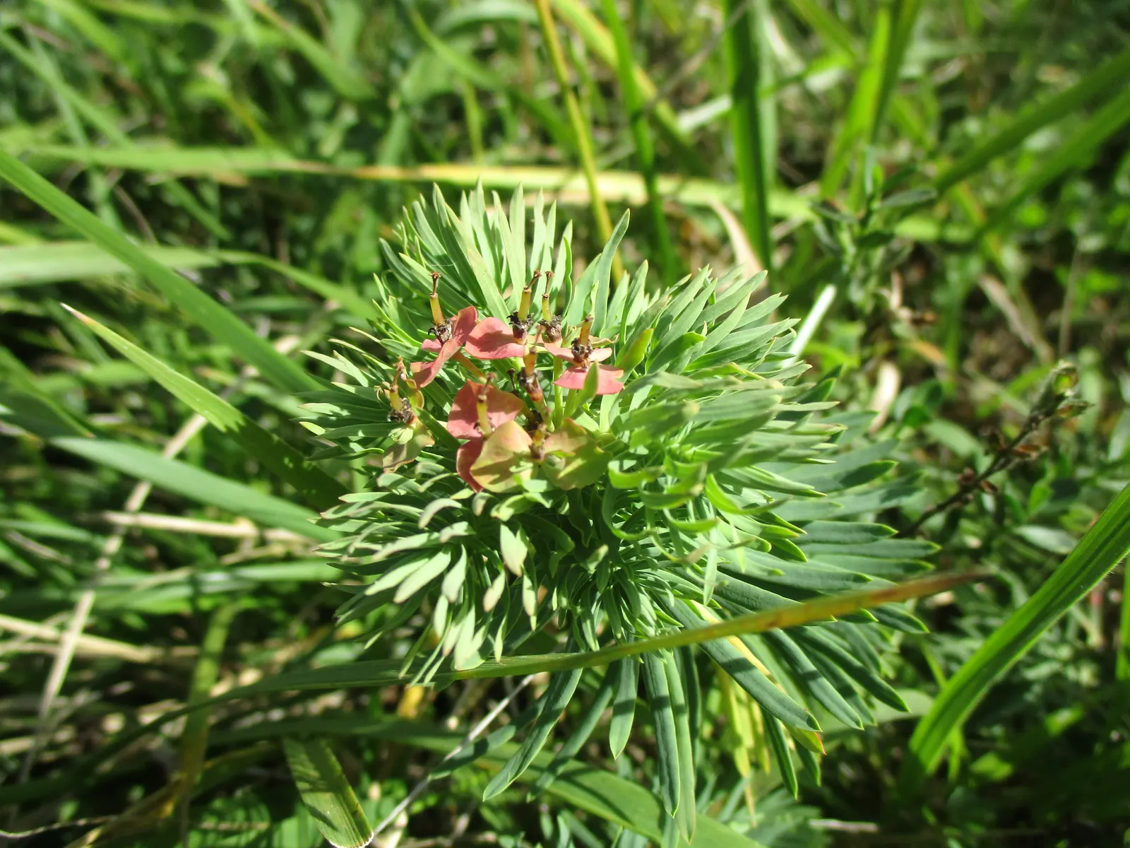 Cypress Spurge (Euphorbia Cyparissias) — It thrives in USDA hardiness zones 4 through 8 and prefers full sun to partial shade, image 38