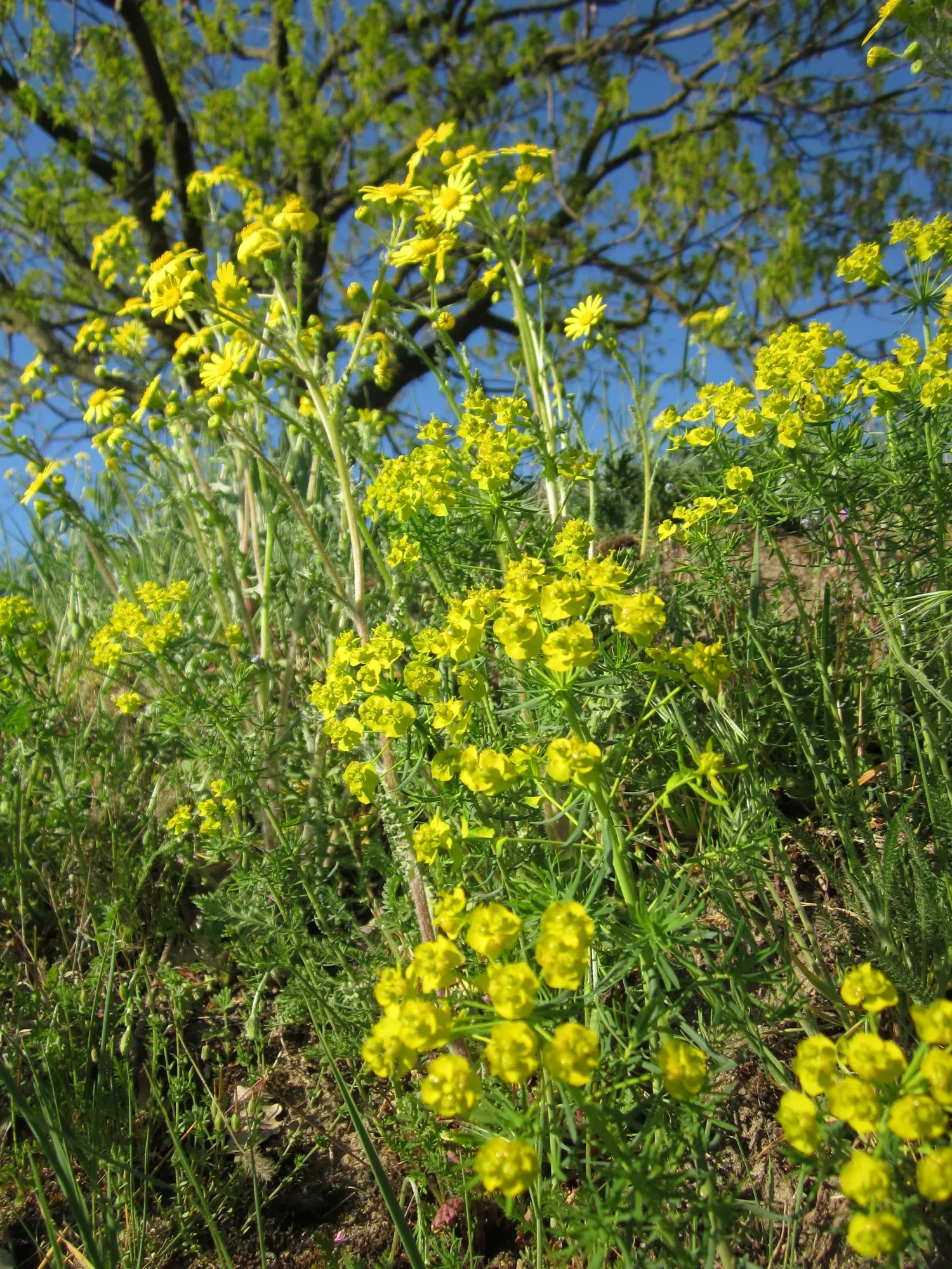 Cypress Spurge (Euphorbia Cyparissias) — ground cover / perennial for full; informing the client of the toxic nature of the sap is essential for, image 100