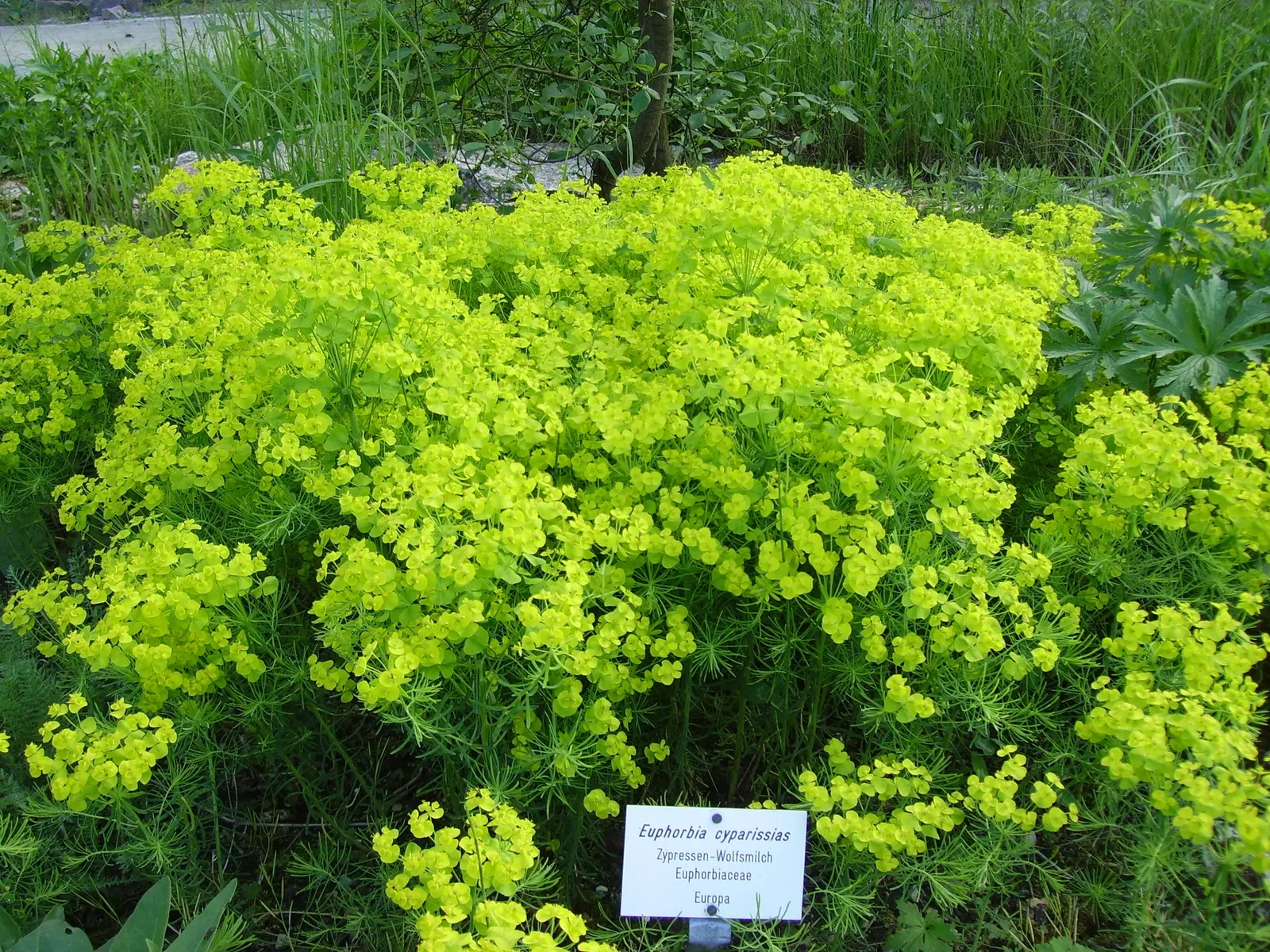Cypress Spurge (Euphorbia Cyparissias) — is a perennial herbaceous plant that offers a distinctive texture and color to any landscape design; in, image 58