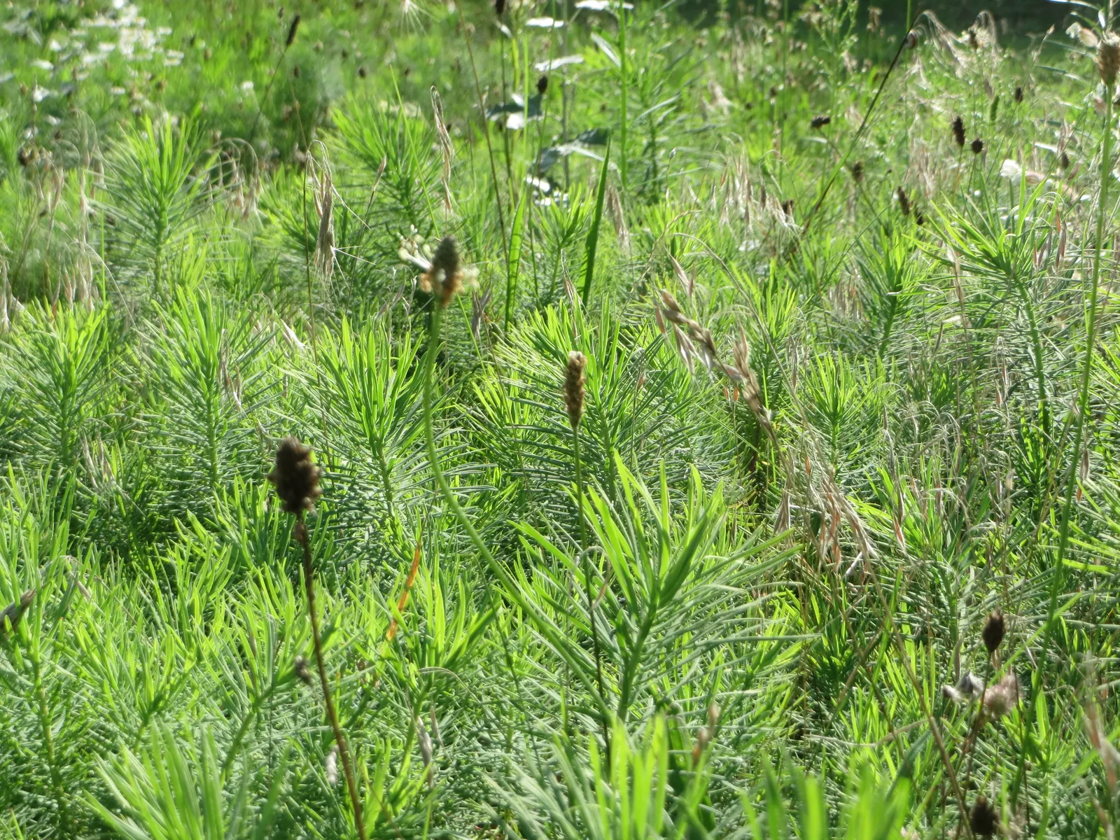 Cypress Spurge (Euphorbia Cyparissias) — needle-like foliage that creates a fine-textured; or as ground cover.<br><br>During the late spring to, image 60