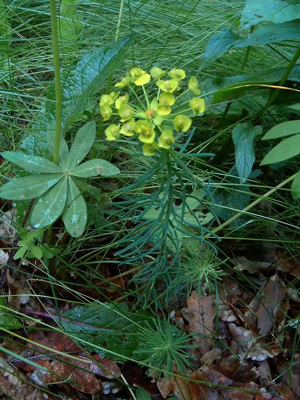 Cypress Spurge (Euphorbia Cyparissias) — ground cover / perennial for full; informing the client of the toxic nature of the sap is essential for, image 75