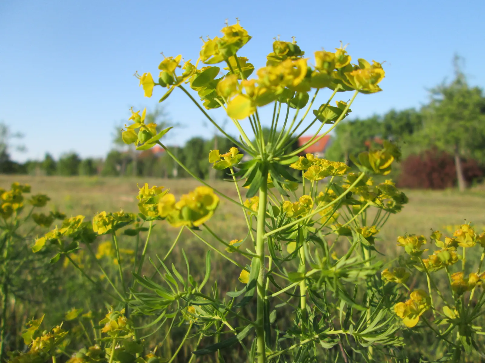 Cypress Spurge (Euphorbia Cyparissias) — needle-like foliage that creates a fine-textured