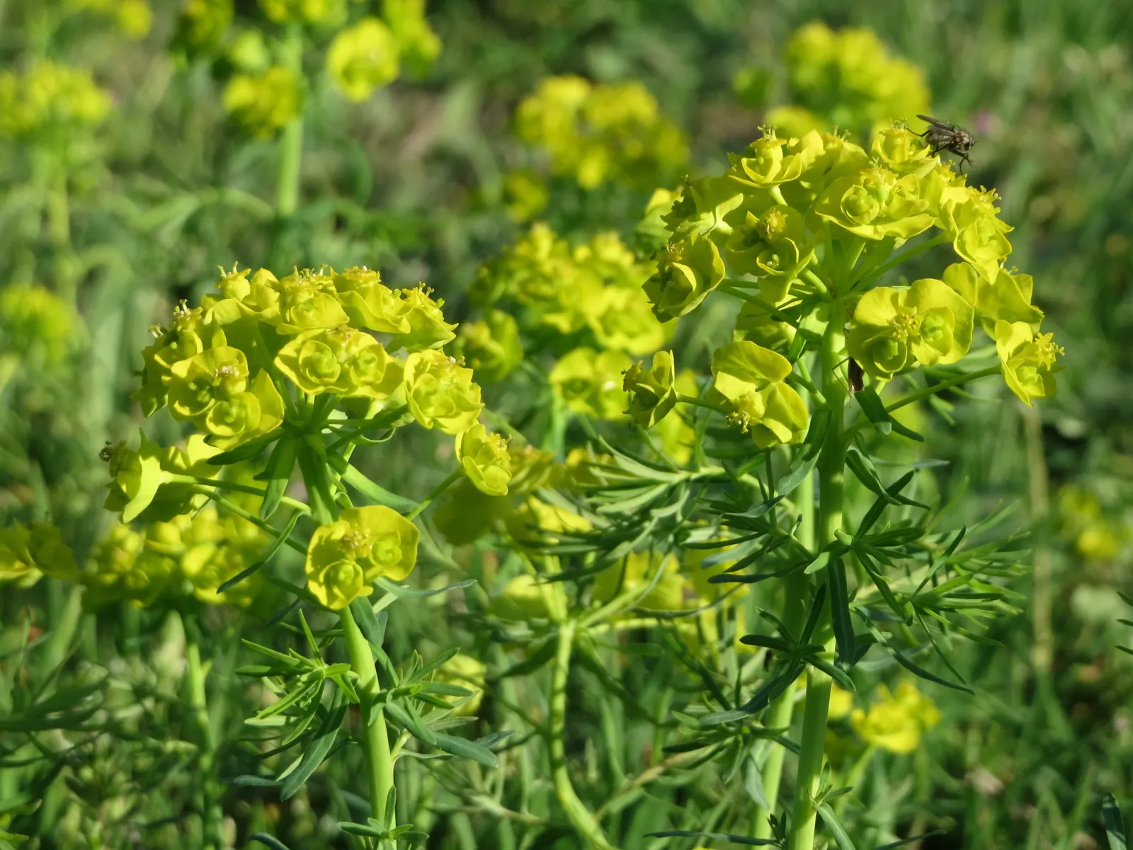 Cypress Spurge (Euphorbia Cyparissias) — is a perennial herbaceous plant that offers a distinctive texture and color to any landscape design; in, image 83