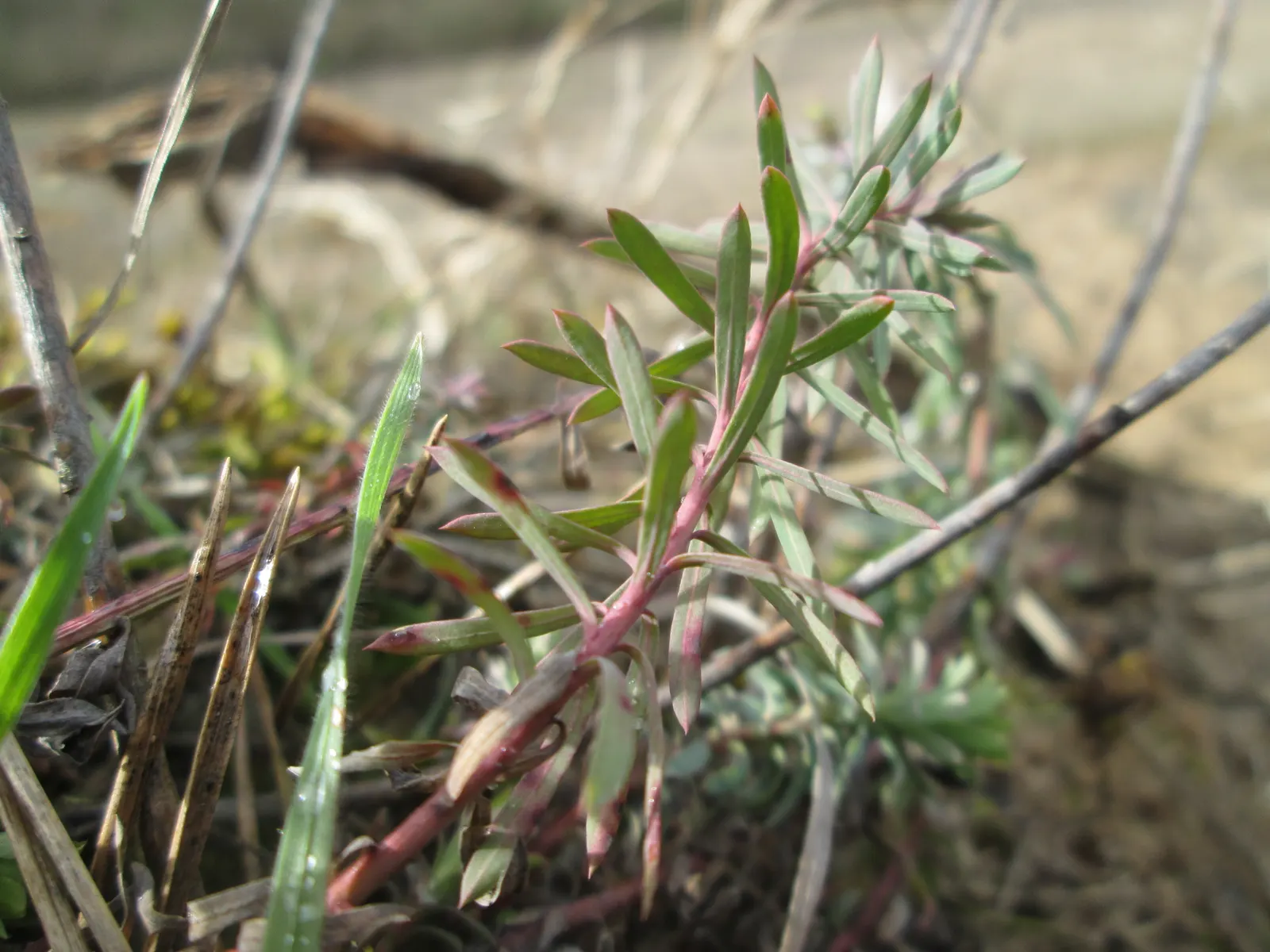 Cypress Spurge (Euphorbia Cyparissias) — making it an ideal choice for rock gardens; this species is a member of the Euphorbiaceae family and is, image 66