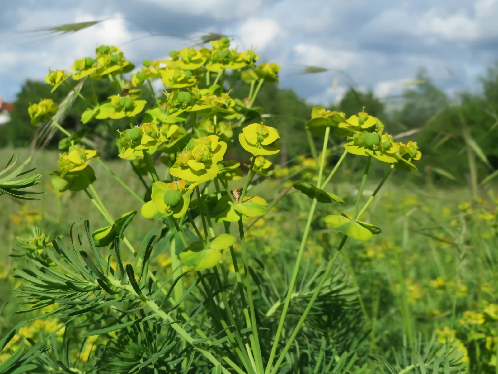 Cypress Spurge (Euphorbia Cyparissias) — or as ground cover.<br><br>During the late spring to early summer; making it an ideal choice for rock, image 92