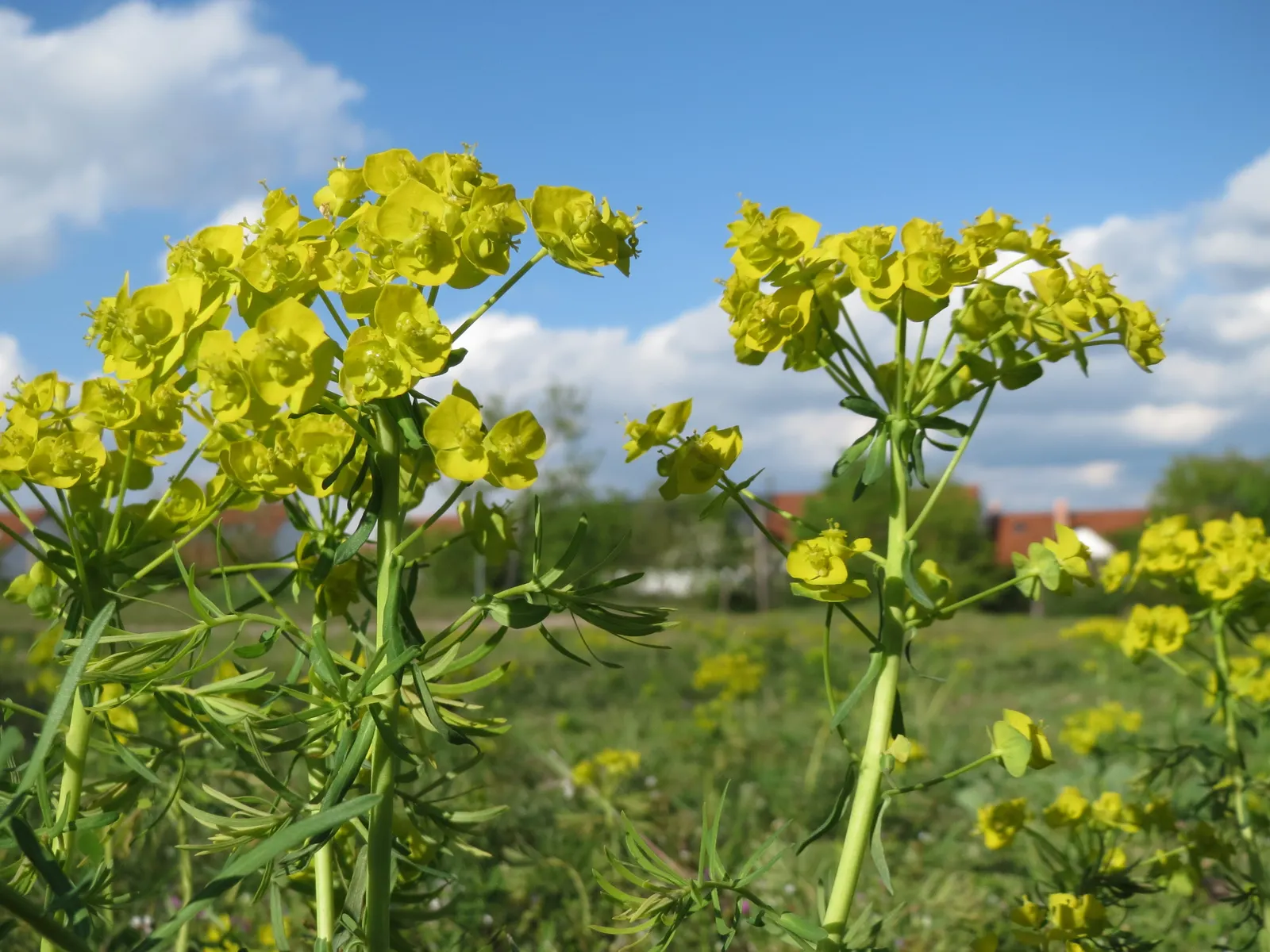 Cypress Spurge (Euphorbia Cyparissias) — making it an ideal choice for rock gardens; this species is a member of the Euphorbiaceae family and is, image 141