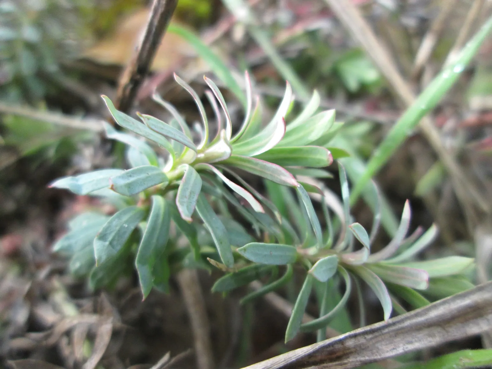 Cypress Spurge (Euphorbia Cyparissias) — Caution: its sap is irritating to skin and toxic if ingested